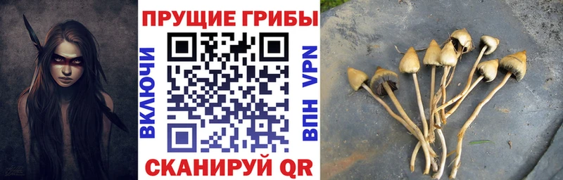 ОМГ ОМГ рабочий сайт  Сланцы  Псилоцибиновые грибы Cubensis 